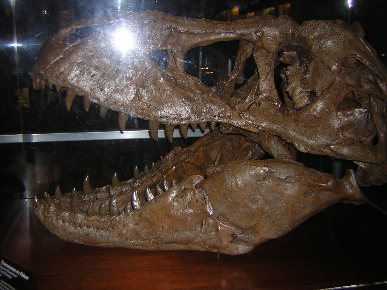 real trex skull